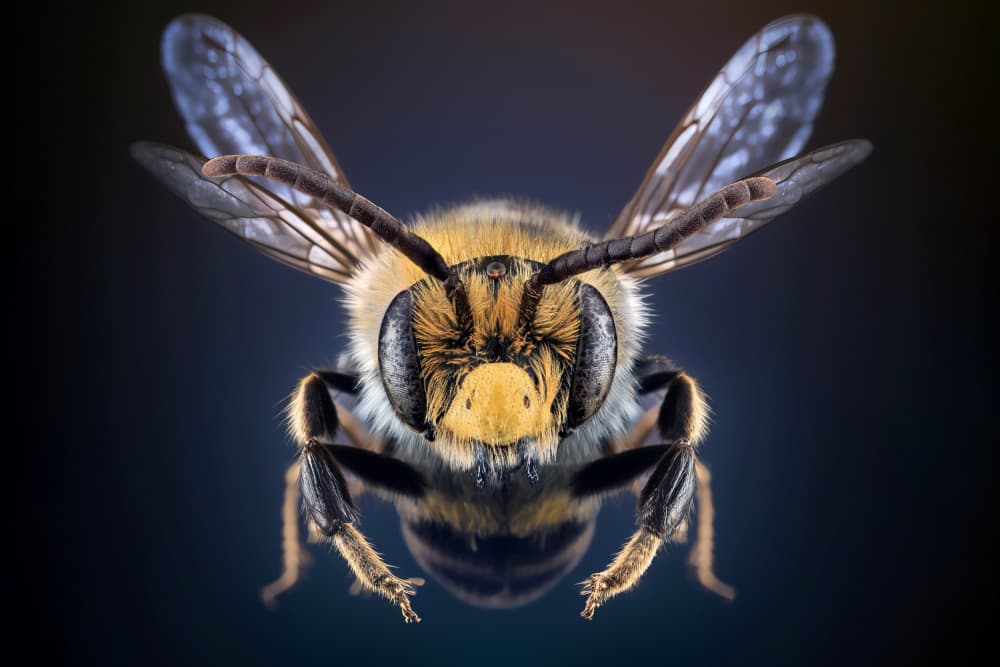 Fuzzy Bee in Flight by Marcel Egger — canvas wall art