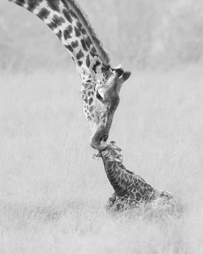 Gentle Giraffe Love by Hong Chen — canvas wall art