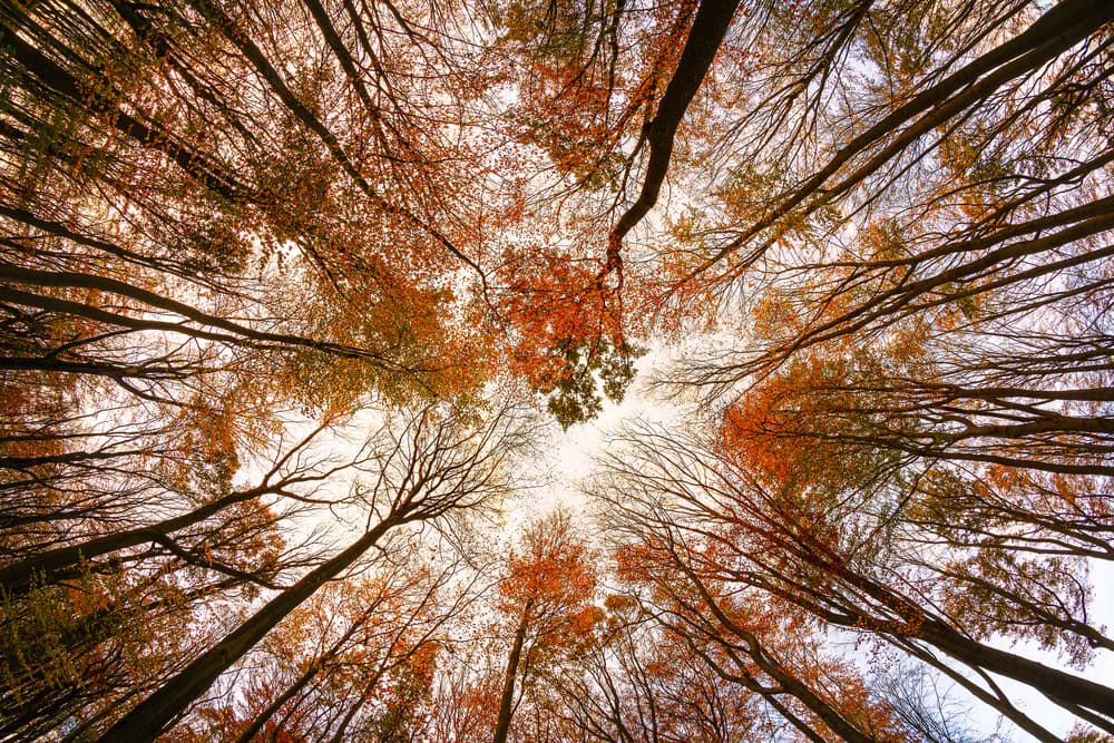 Vibrant Autumn Canopy by Michael — canvas wall art