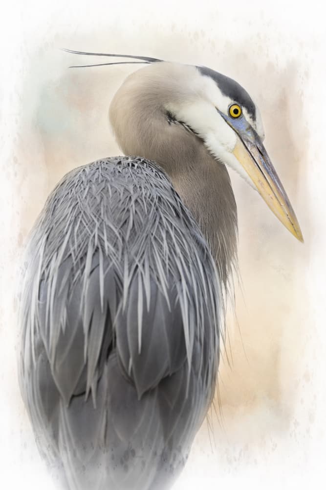 Great Blue Heron Portrait by Linda D Lester — canvas wall art