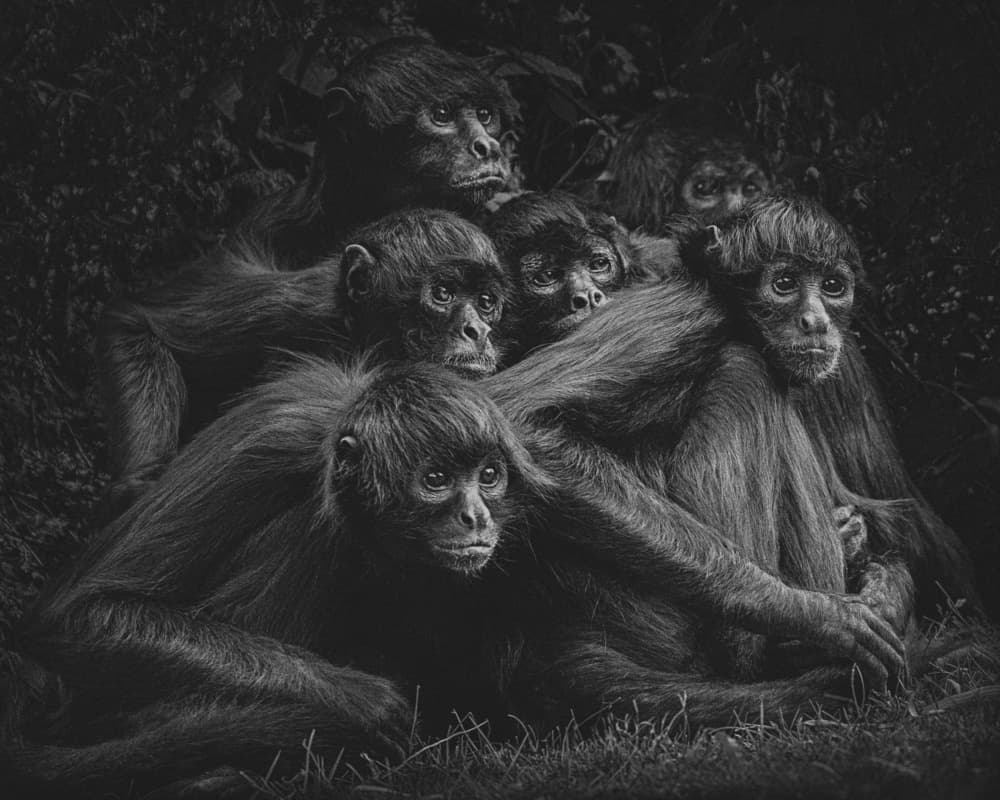 Spider Monkey Family by PAUL GOMEZ — canvas wall art
