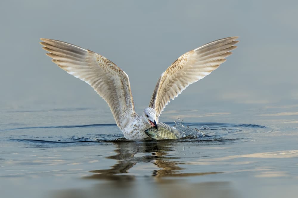 Seagull Fish Catch by Mallal Moshe — canvas wall art