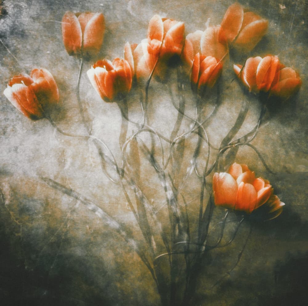 Vintage Orange Tulips by Kahar Lagaa — canvas wall art