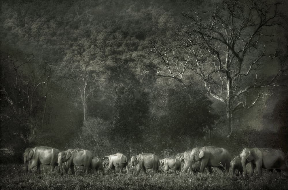 Majestic Forest Herd by swapnil deshpande — canvas wall art