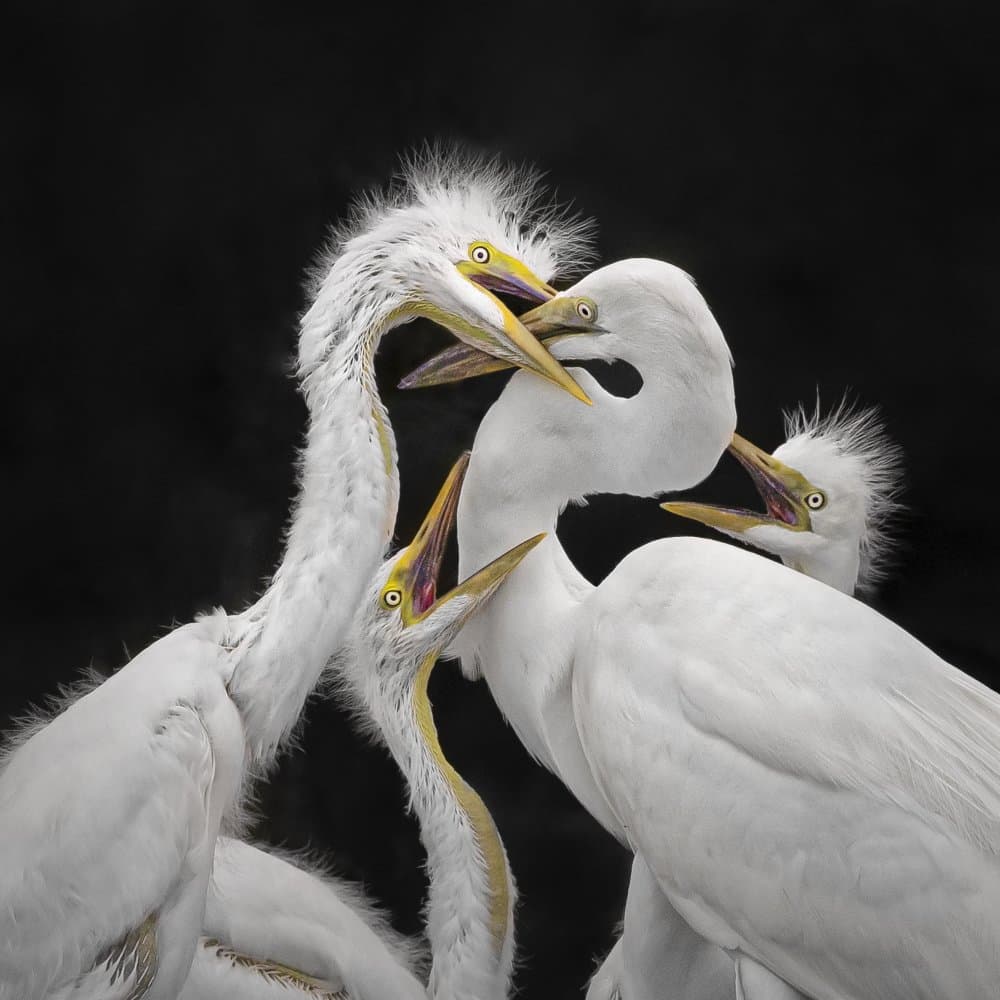 White Egrets Feeding Frenzy by Mei Hu — canvas wall art
