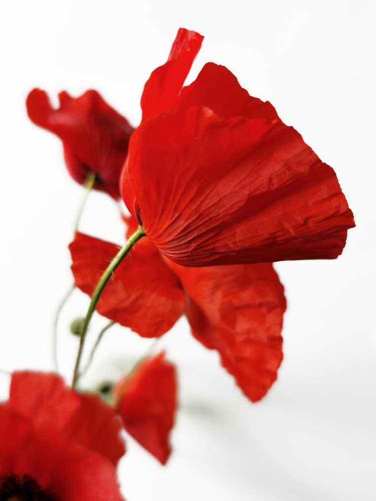 Vibrant Red Poppies by Angelo Cerantola — canvas wall art