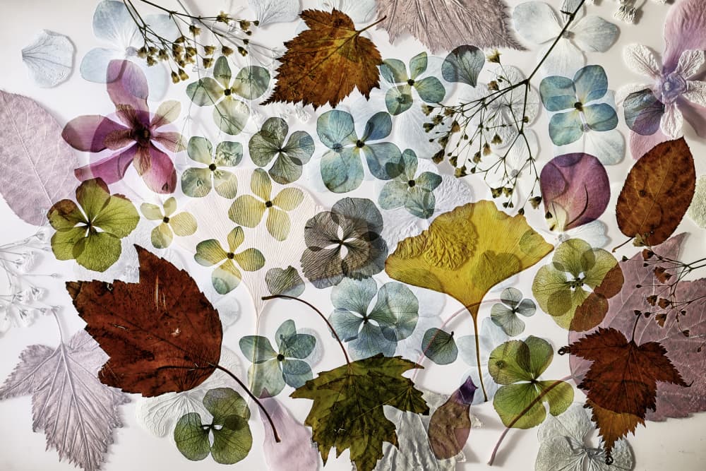 Pressed Botanical Collection by Ellen van Deelen — canvas wall art