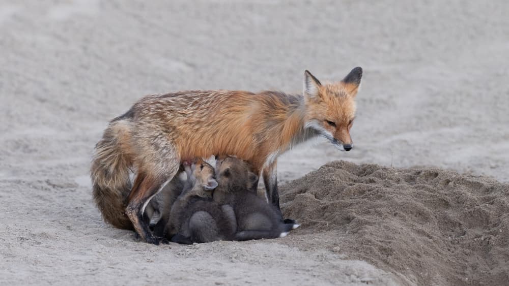 Wild Fox Mother and Kits by Bill Lu — canvas wall art