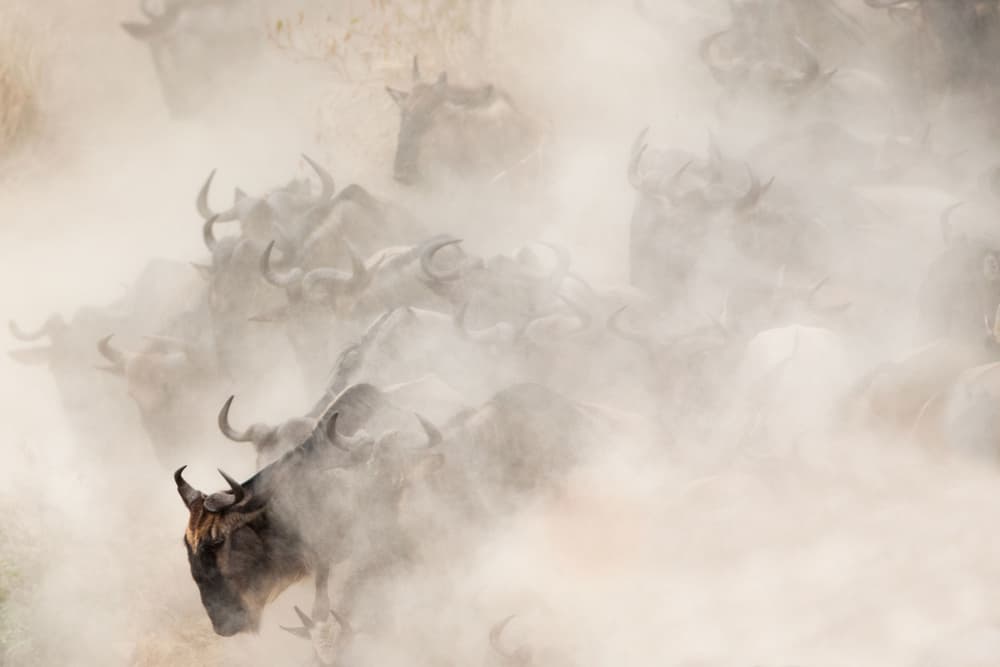 Wildebeest Dust Migration by Valerio Ferraro — canvas wall art