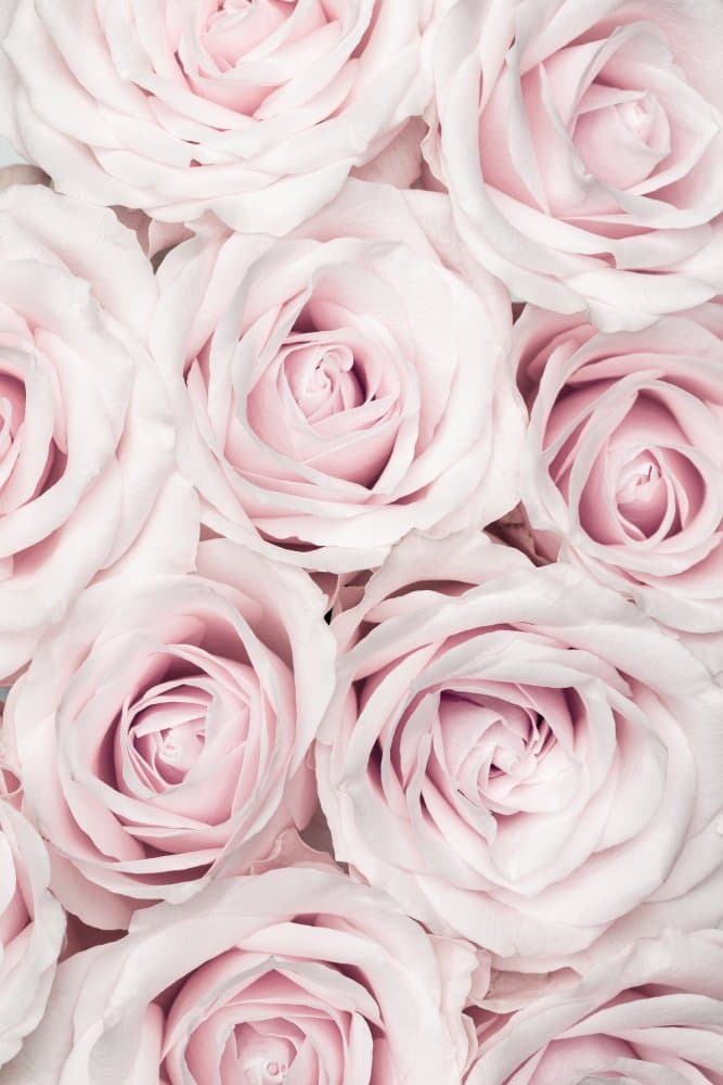 Delicate Pink Roses by Pictufy Studio III — canvas wall art