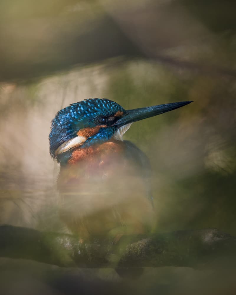 Vibrant Kingfisher Bird by Magnus Renmyr — canvas wall art