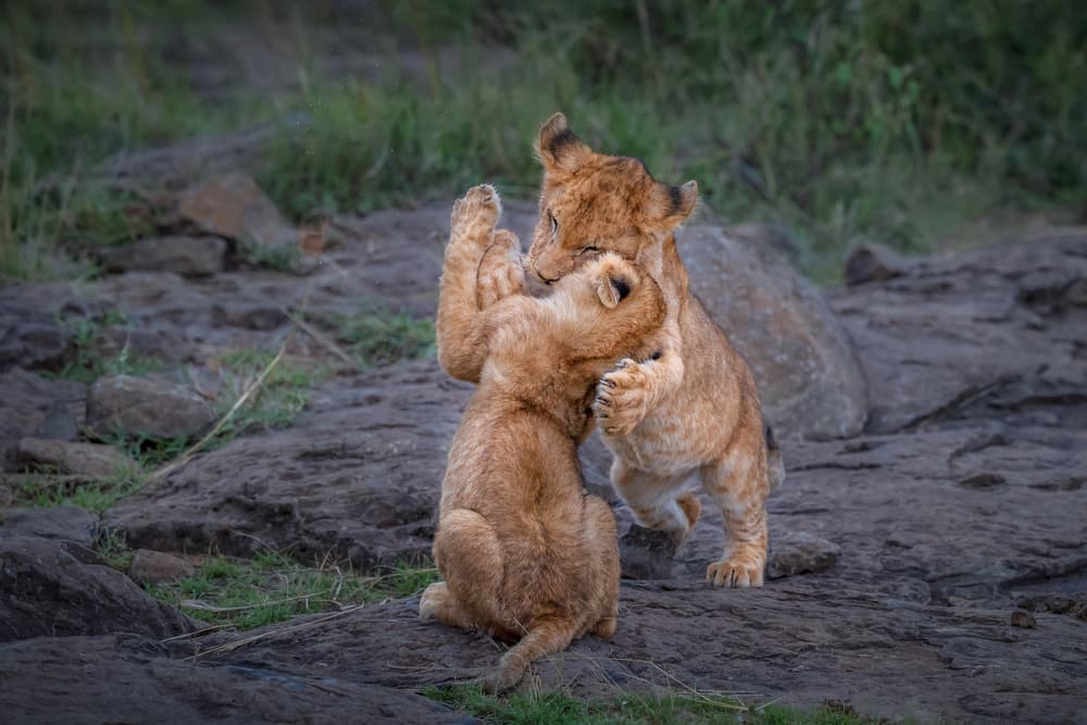 Playful Lion Cubs by Jie Fischer — canvas wall art