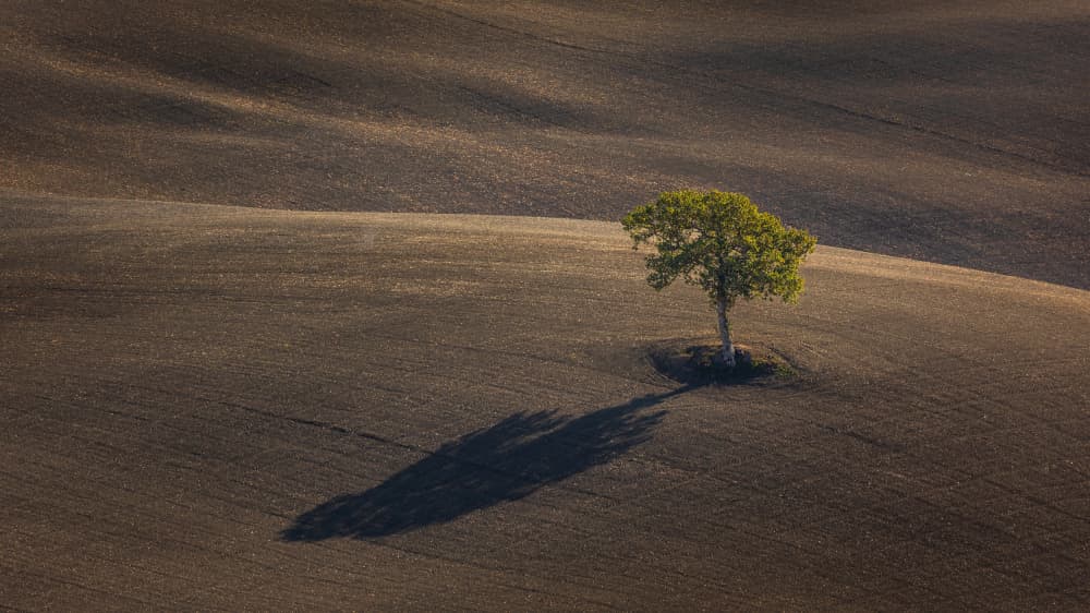 Lone Tree Winding Fields by Tomasz Wozniak — canvas wall art