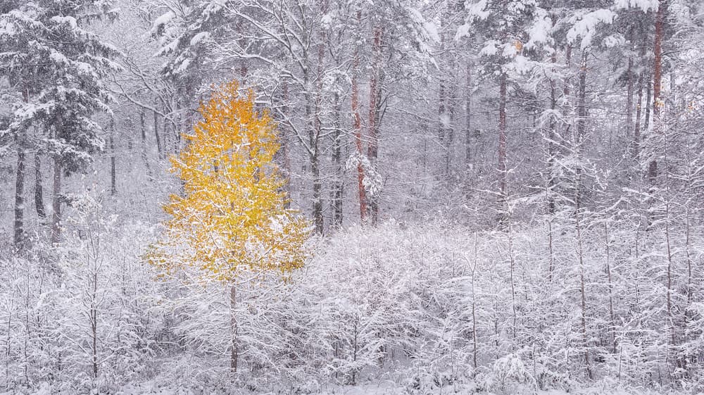 Golden Tree Winter by Ales Krivec — canvas wall art