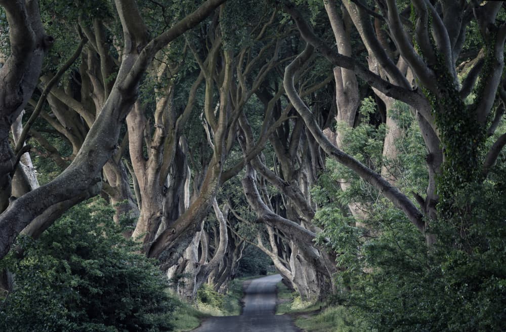 Dark Hedges Tree Tunnel by Carles Just — canvas wall art