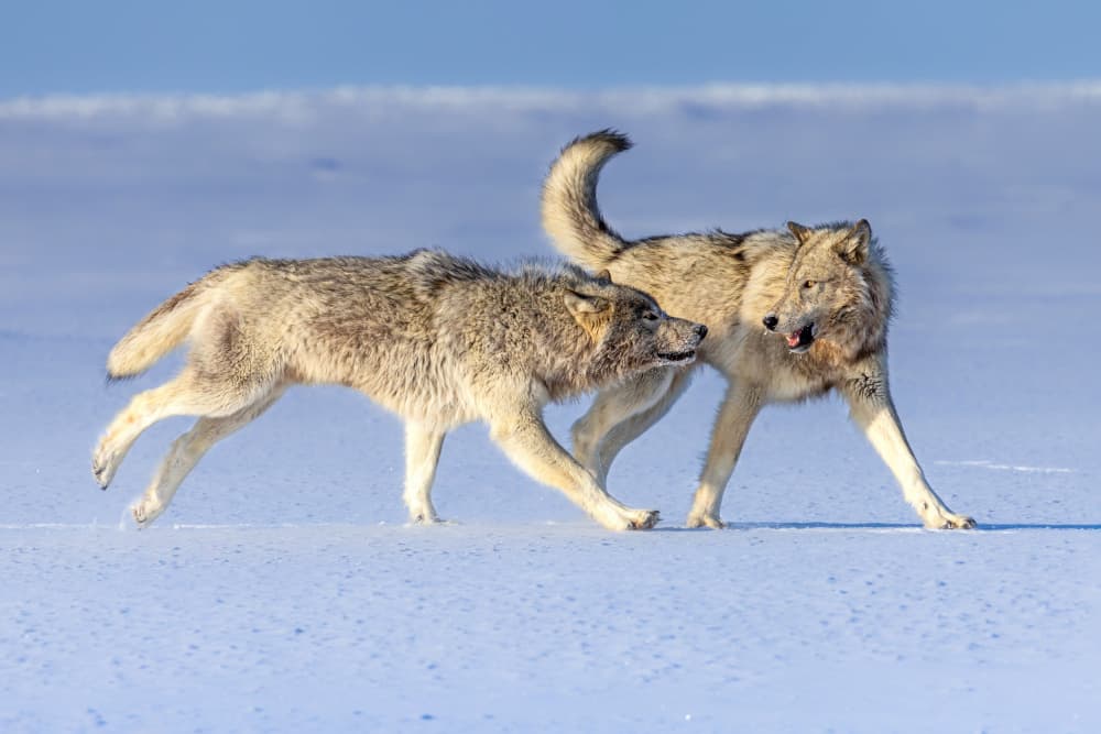Playful Winter Wolves by Siyu_Wei APA — canvas wall art