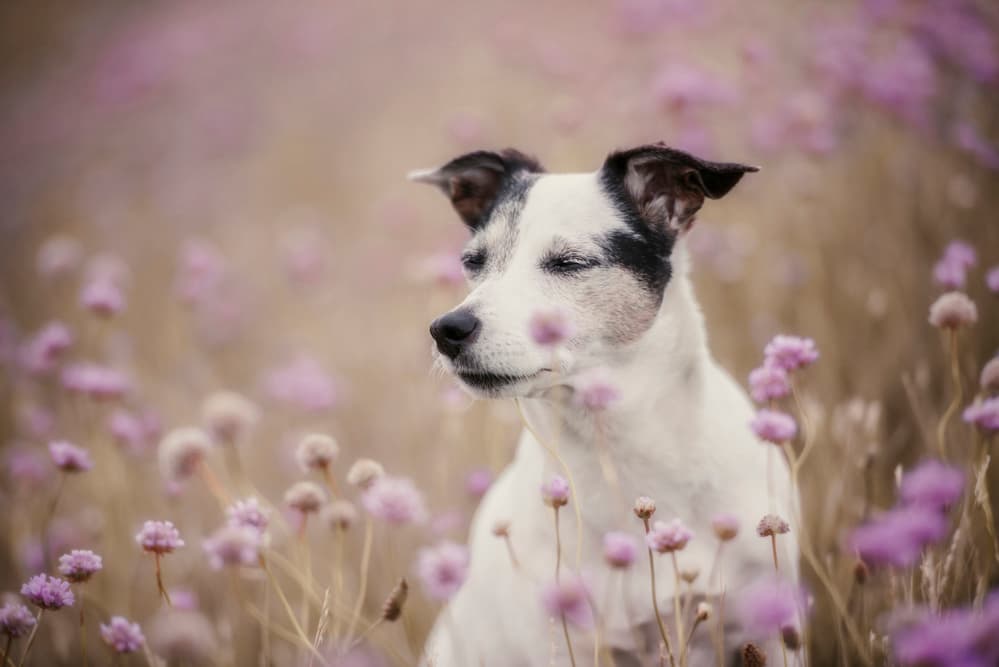 Dreamy Dog Field by Heike Willers — canvas wall art