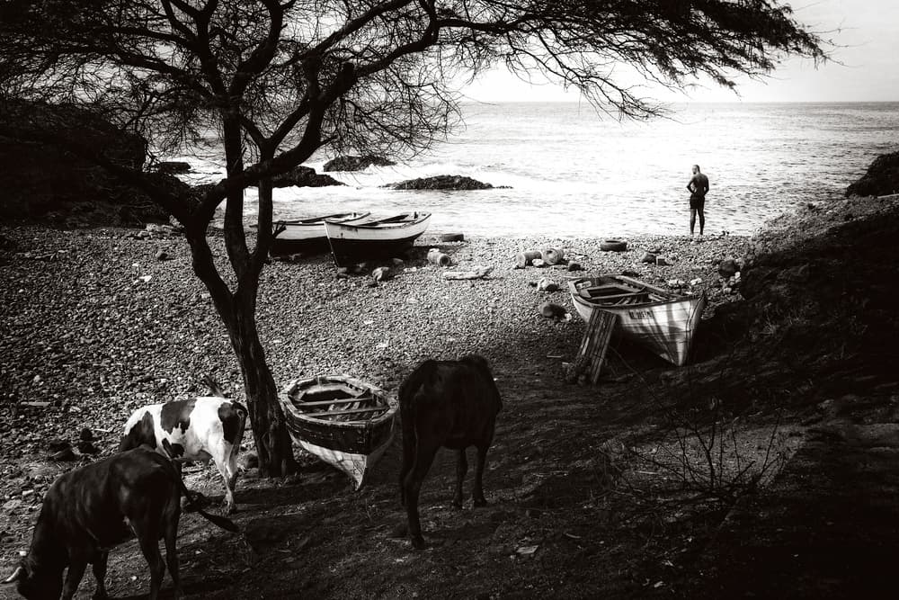 Seashore Man and Cows by Laura Mexia — canvas wall art