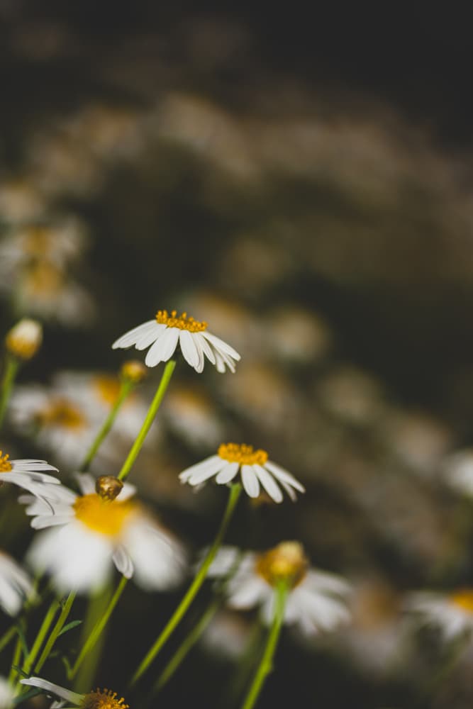 Blooming White Daisies by engin akyurt — canvas wall art
