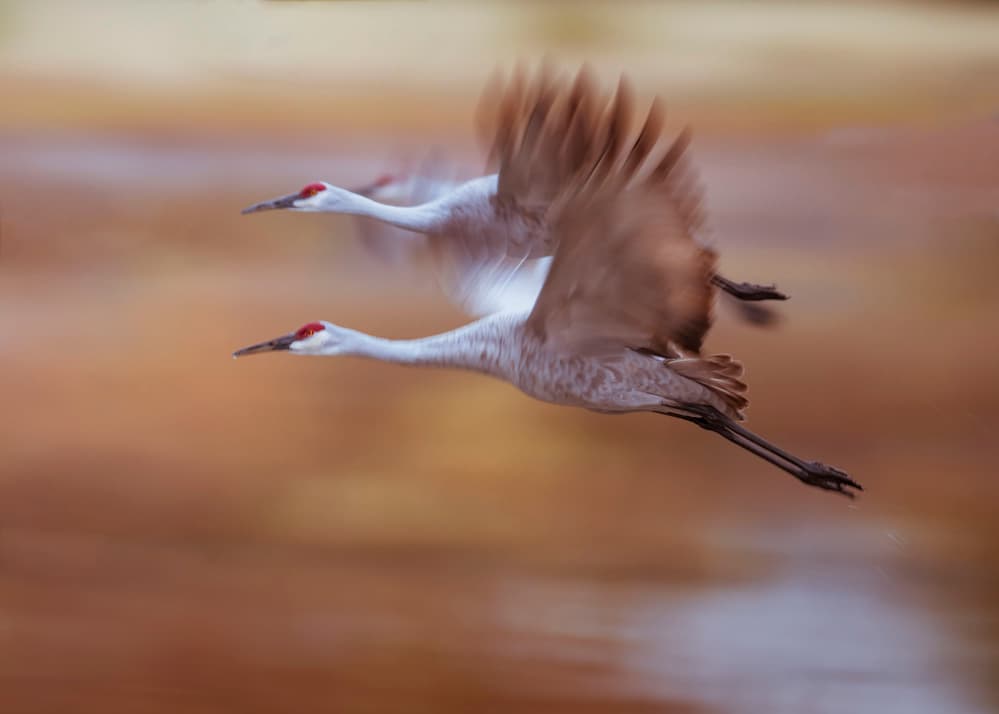Sandhill Cranes in Flight by Ming Chen — canvas wall art