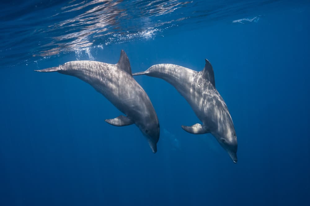 Dolphins Swimming Blue Ocean by Barathieu Gabriel — canvas wall art