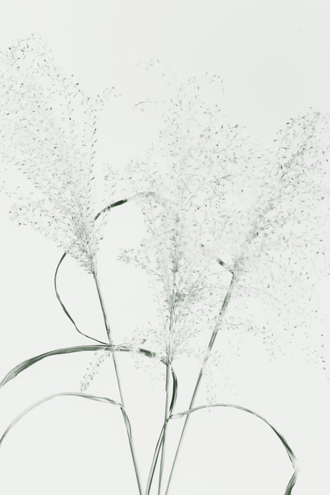 Delicate White Grass by Pictufy Studio III — canvas wall art