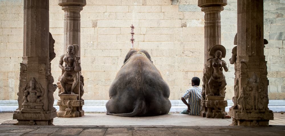 Sacred Temple Elephant by ruhan — canvas wall art
