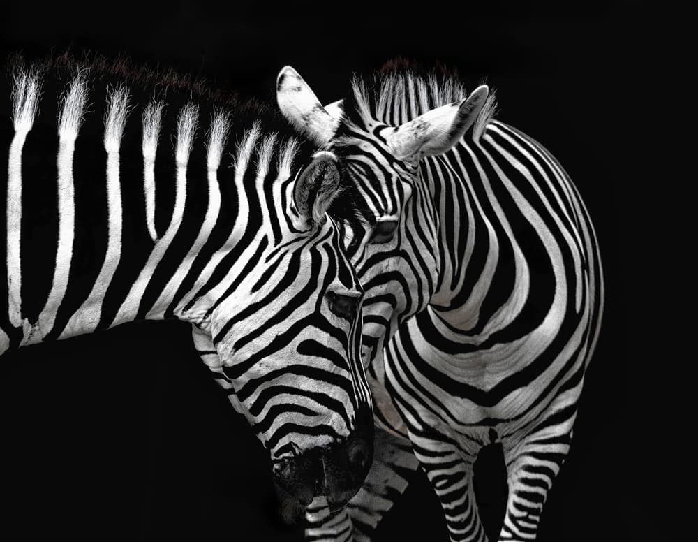 Two Zebras Portrait by Burghard Nitzschmann — canvas wall art