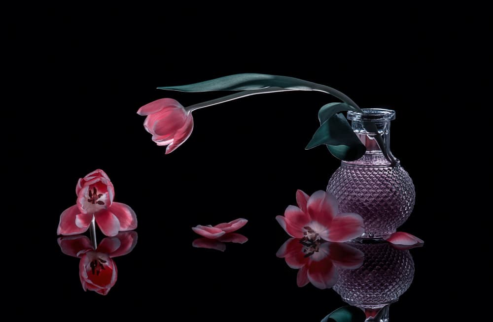 Elegant Pink Tulips by Alice Sheng — canvas wall art