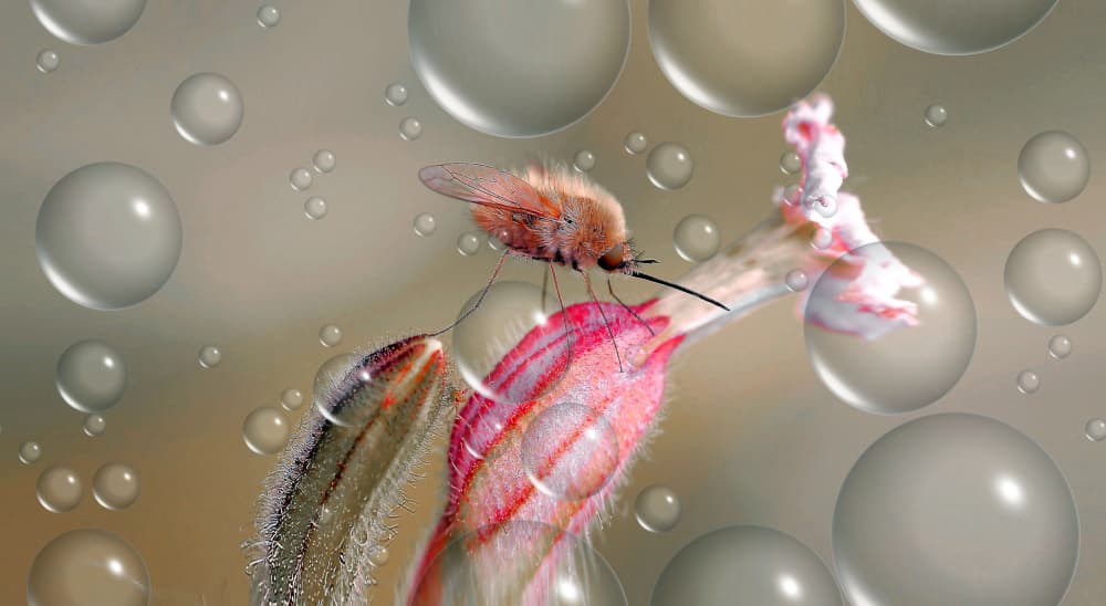 Fuzzy Fly Pink Bloom by Thierry Dufour — canvas wall art