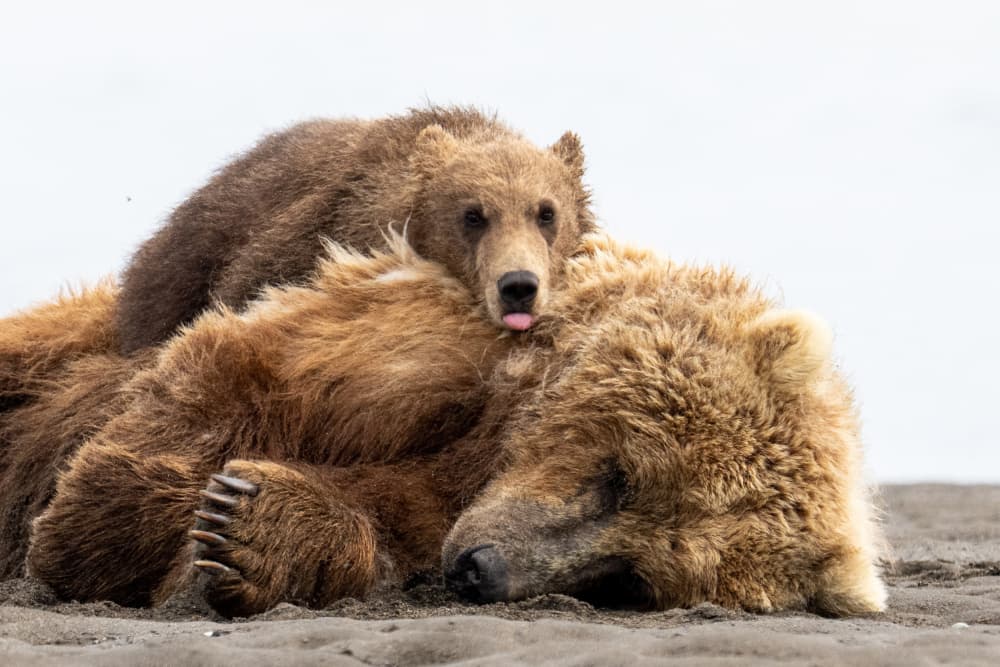 Sweet Bear Family Nap by Barbara Gill — canvas wall art