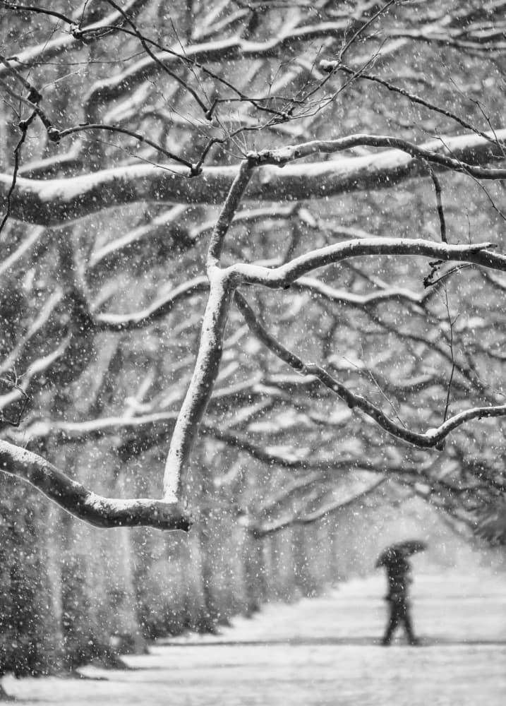 Snowy Winter Walk by Anna Niemiec — canvas wall art