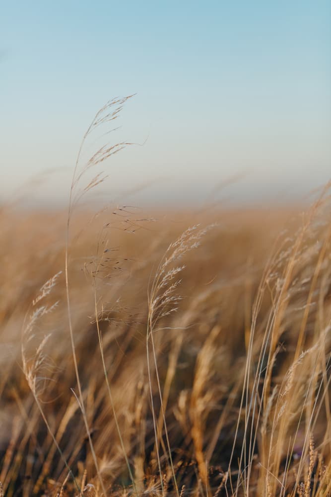 Golden Hour Field by Javier Pardina — canvas wall art