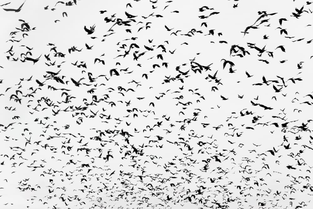Massive Bird Flock by Photolovers — canvas wall art