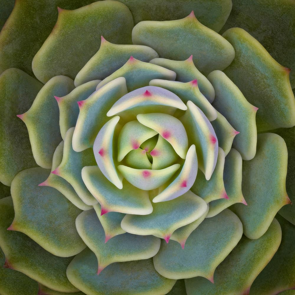 Vibrant Succulent Rosette by Victor Mozqueda — canvas wall art