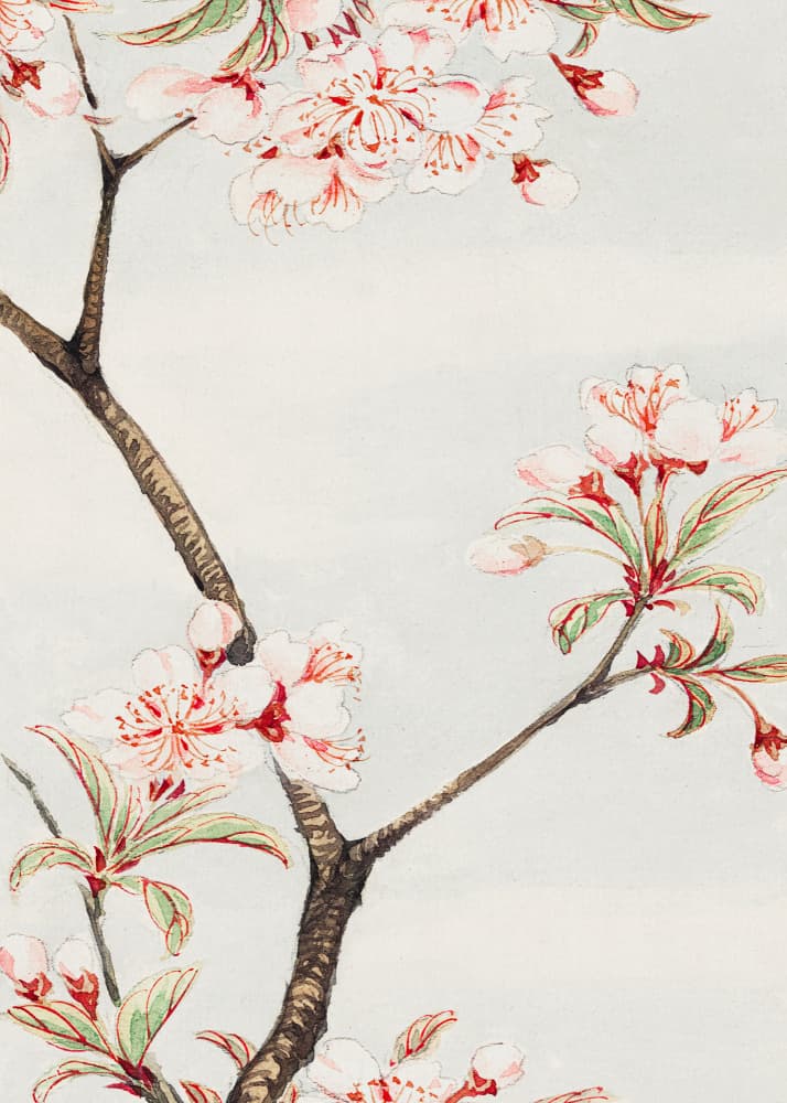 Sakura Cherry During 1870–1880 by Megata Morikaga — canvas wall art