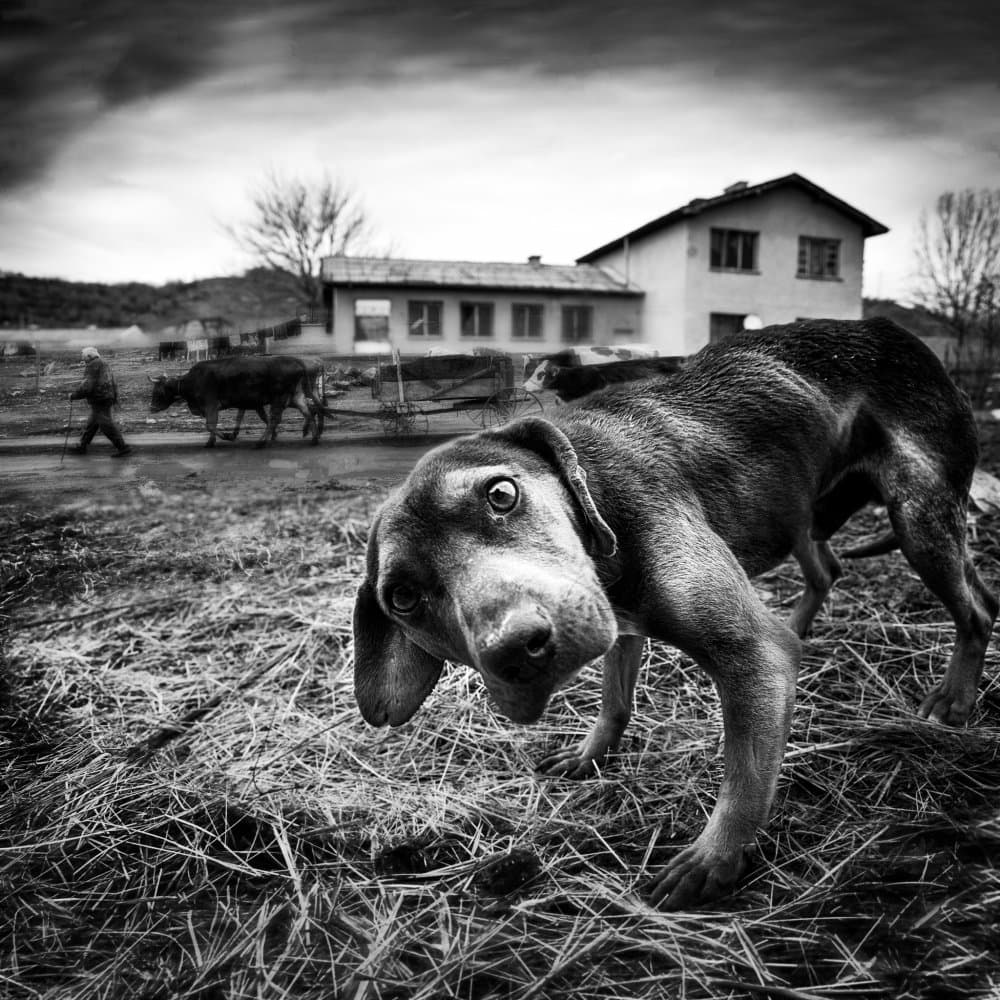 Curious Farm Dog by Todor Tanev — canvas wall art