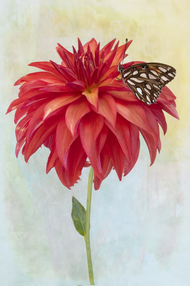 Butterfly on Red Dahlia by Linda D Lester — canvas wall art