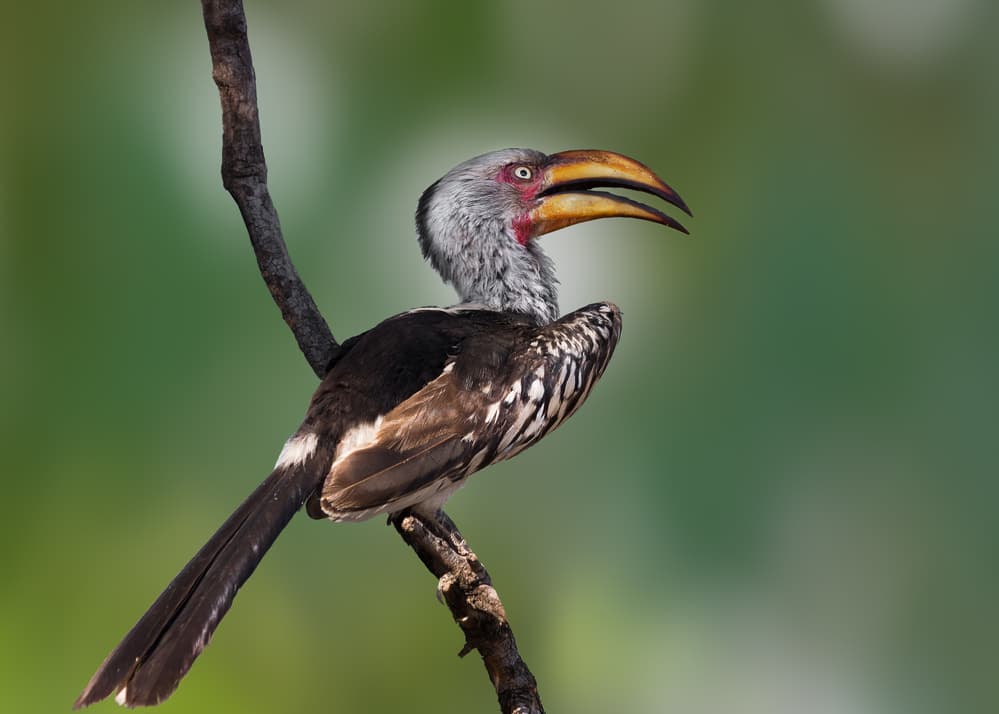 Vibrant Hornbill on Branch by Darlene Hewson — canvas wall art