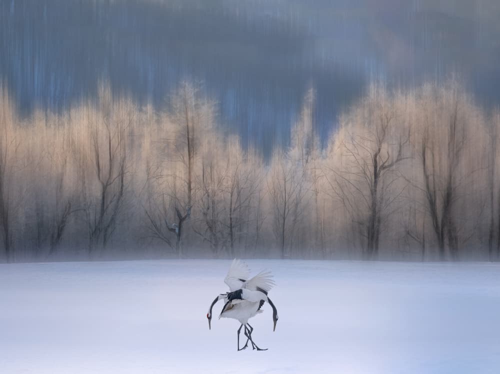 Winter Cranes Dance by Yuan Su — canvas wall art