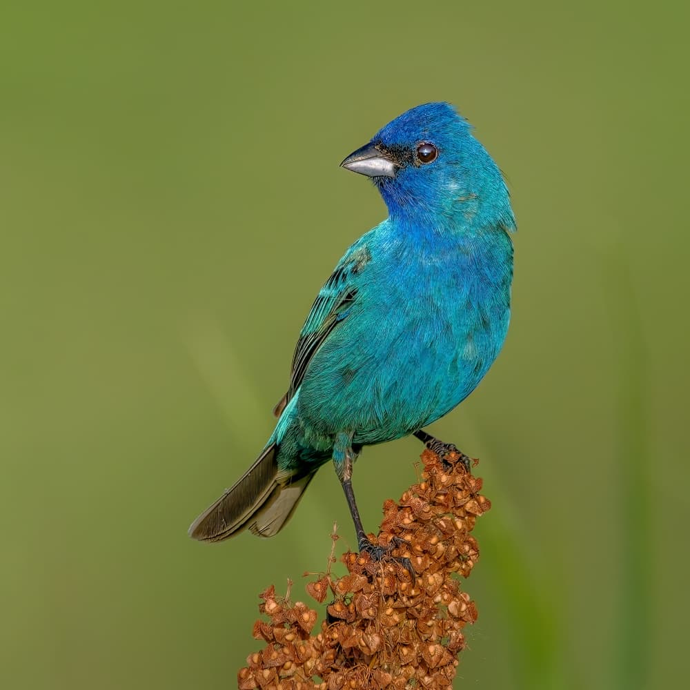 Vibrant Blue Bird by Jacob (Jian) Xu — canvas wall art