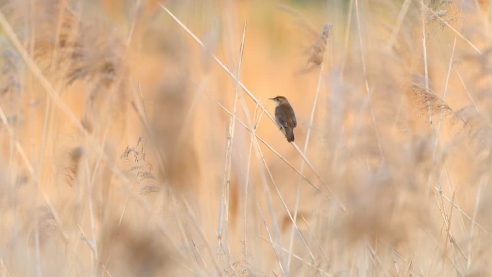 Bird Among Golden Reeds by Damian Stopczynski — canvas wall art