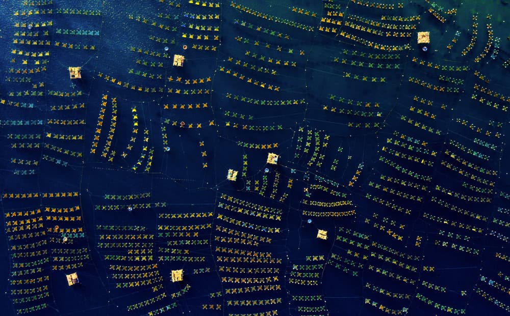 Ocean Farm Patterns by Nguyen Tan Tuan — canvas wall art