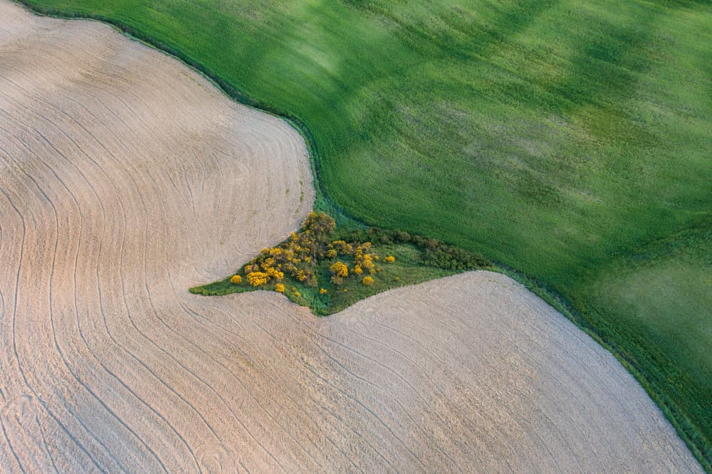 Green Fields Of Gold by Luigi Ruoppolo — canvas wall art