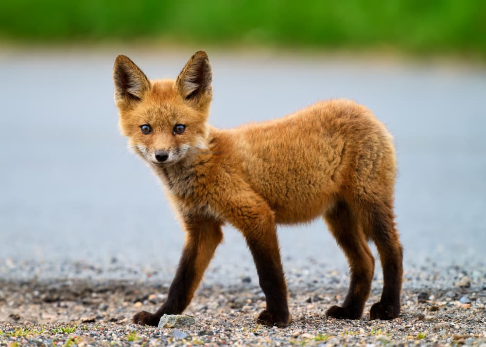 Curious Fox Kit by Johnny Chen — canvas wall art