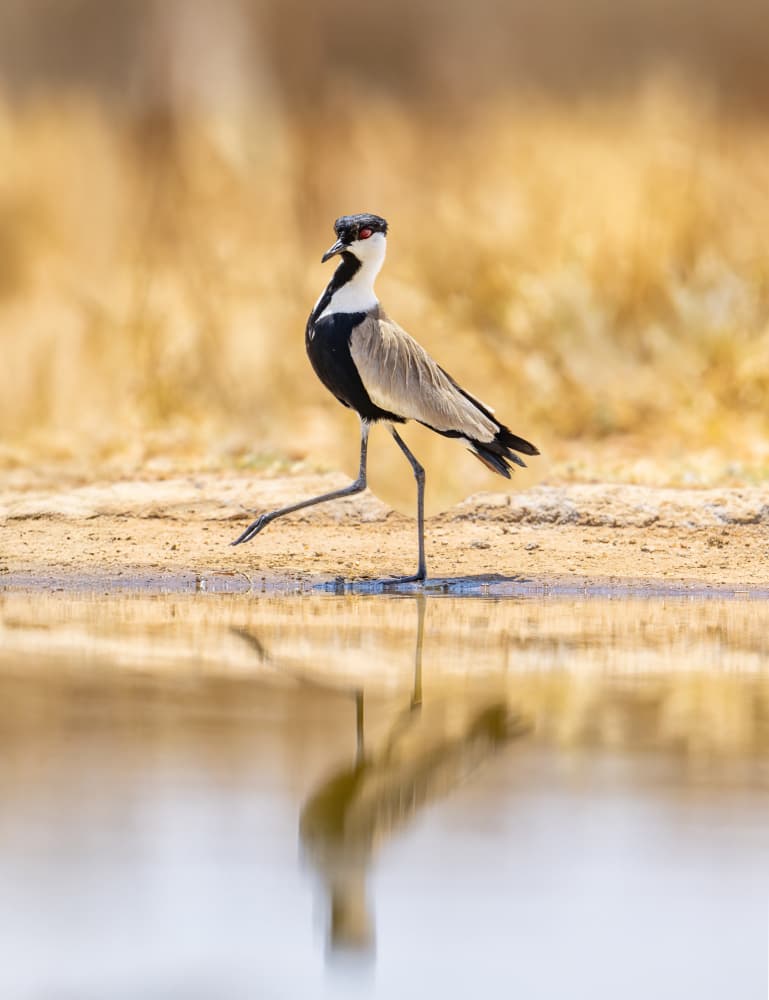 Blacksmith Plover Reflection by Liyun Yu — canvas wall art