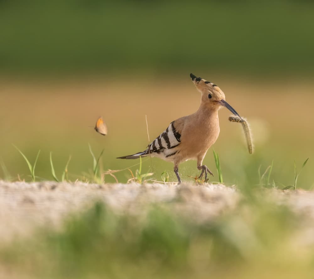 Hoopoe With Caterpillar Prey by Judy Tseng — canvas wall art