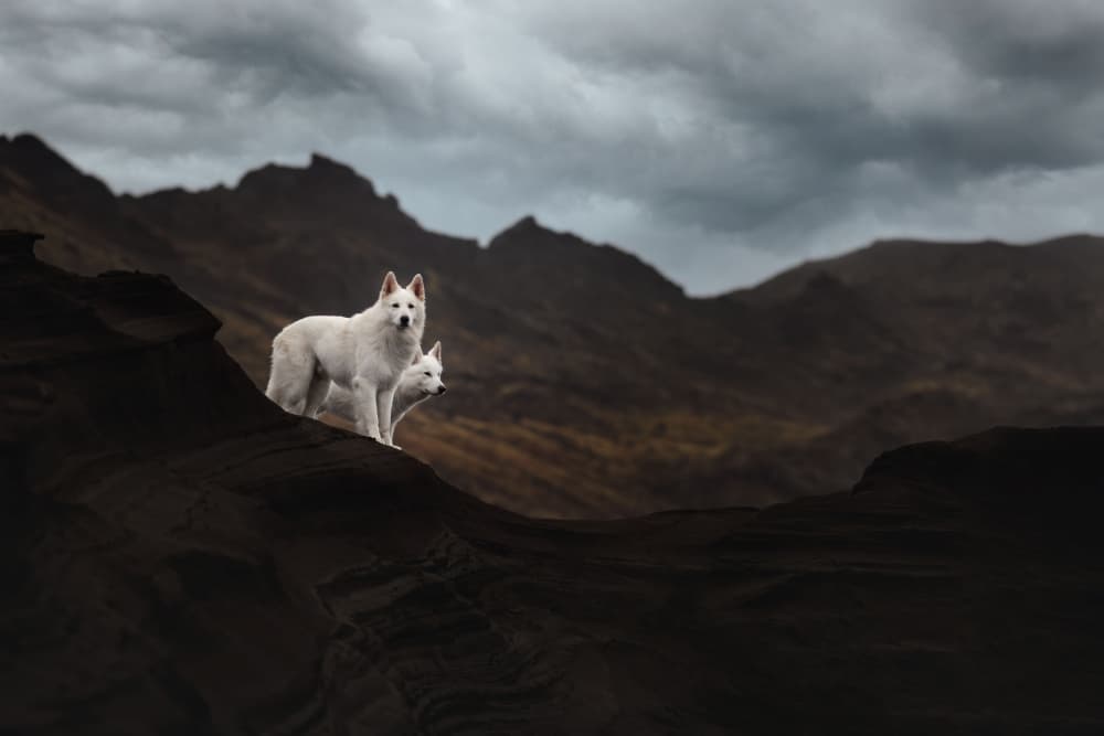Majestic Mountain Wolves by Ve Shandor — canvas wall art