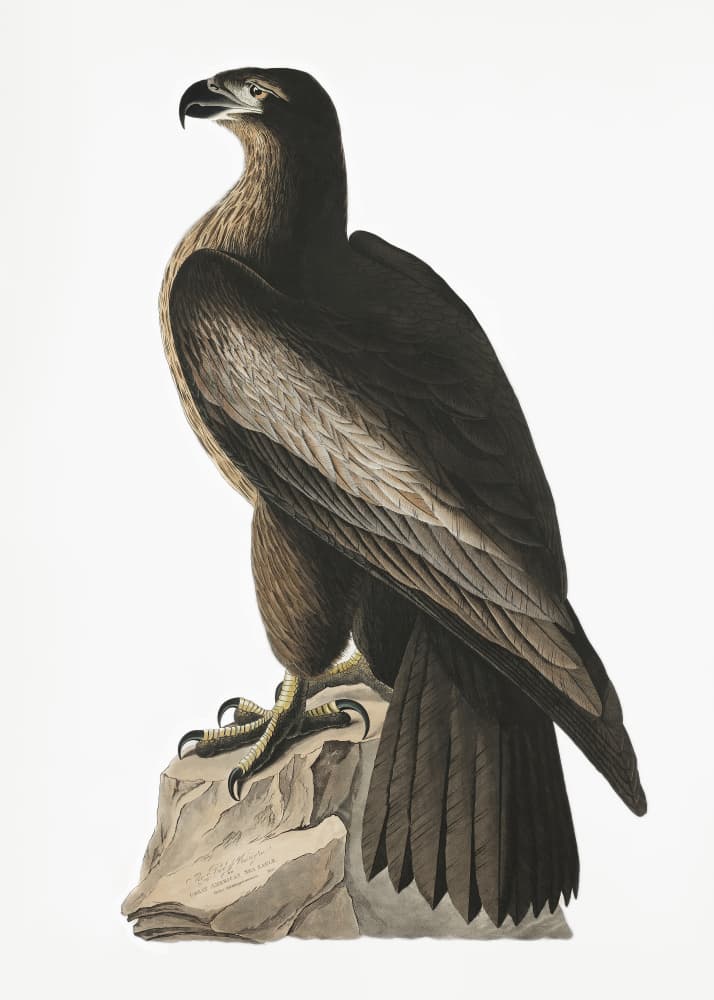 Great American Sea Eagle From Birds of America (1827) by John James Audubon — canvas wall art