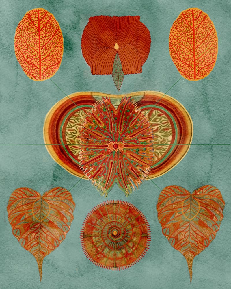 Intricate Botanical Arrangement by giovanna nicolo — canvas wall art